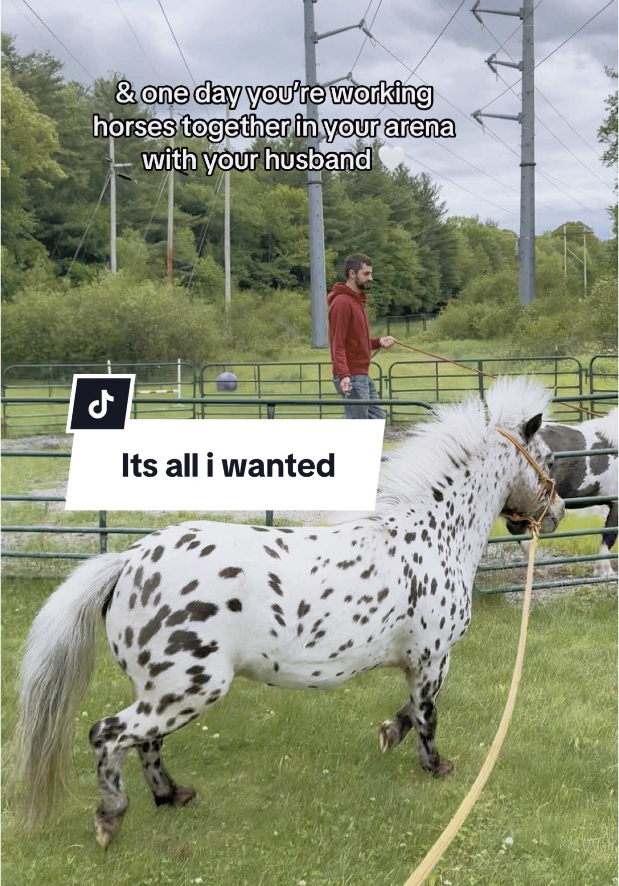 It’s all I wanted 🤍🥹🥰 #horses #horsetok #pets #animals #leopardappaloosa #appaloosa #dreams #dreamscometrue #fyppppppppppppppppppppppp #f #fypシ゚viral #fypシ #Love #horsesontiktok #ponies #dog #dogtok
