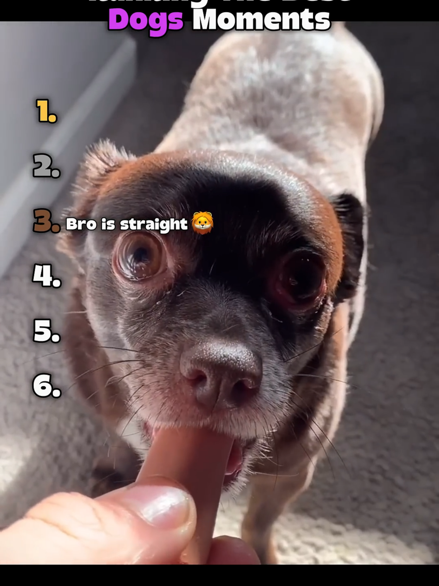 Ranking The Best Dog Moments 😭😂 #trynottolaugh #trending #viral #fyp #meme #funnymoments #moments #hilarious #new #best #rankingtop5 #ranking #tiktok #funnyvideos #dog #dogsofttiktok #doglover #funnydogvideos #funnydog #funnydogs #funnydogsoftiktok