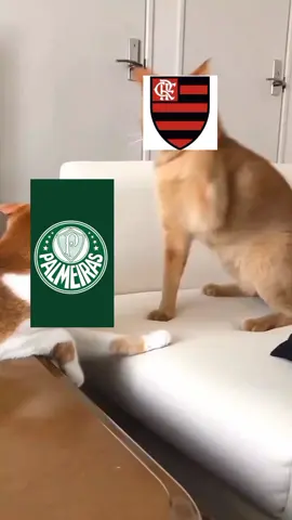 #brasileirao #flamengo #palmeiras #futebolmeme 