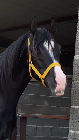الله يبارك فيك #مربط_خيول #اسطبلات #بلجرشي_الباحه #اكسبلورexplore #خيل_عربي_اصيل♥️🐎 #حصان_ادهم_اسود #حصان_ادهم_اسود #مربط_خيول🐎_اصيله 