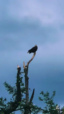 #baldeagle #tornadotrees #resting #wind #windy #Isaiah40:31 #aftermath #cloudy #rain 