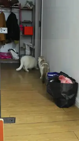 Cats also scream when they are frightened.#Funny #Cat 