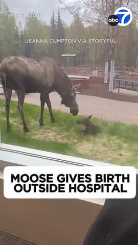 Aww! A mama moose gave birth outside the window of a hospital in Anchorage. The staff watched in awe as the calf was born and took its first steps. One worker said the moose was laboring all day before the calf was born.