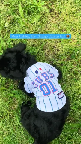 @Cubs Cubbie 💙’s you!! #chicago #chicagocubs #cubsbaseball #fyp #goviral 