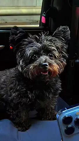 #CapCut @Bebe Rexha @bear_rexha #bearrexha #beberexha #beberexhaconcert #beberexhaedit #dog #dogsofttiktok #dogs #beberexhaslay 