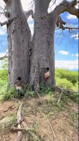 Climb Big Baobab Trees #Lifestyle  #villagelifestyle  #chaaba 