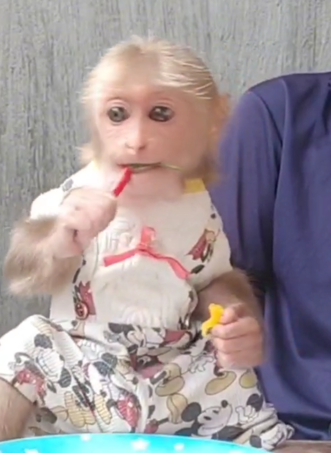 “Cubin the monkey is literally the cutest and funniest thing everrr!” @Cubin1275 #AnimalComedy #ViralVideo #SmartMonkey #MonkeyLove #cưngmuốnxỉu #xuhướngtiktok #KhỉCubin 