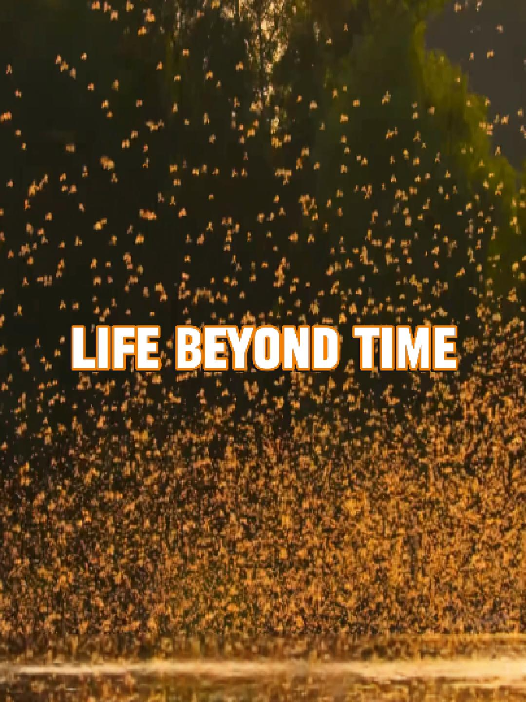 Why insects live just 1 day but never regret it #fyp #nature #lifelessons #mindblowing #insects #philosophy #USA #viral #deep #amazing