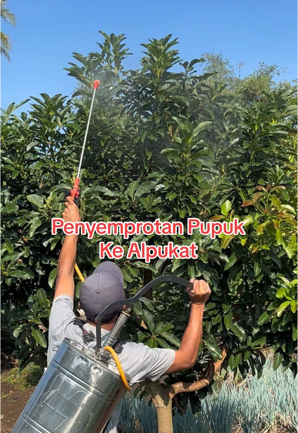 Penyemprotan Pupuk ke Alpukat Menjelang Belajar Berbunga #alpukat #avocado #pupukorganikcair #fruit #fyp #fypage #viral #viraltiktok #fyppppppppppppppppppppppp #fypシ゚ #garden #gardening #village #villagelife #farmlife #cianjur #salimdaily #berkebun #berkebundirumahaja 