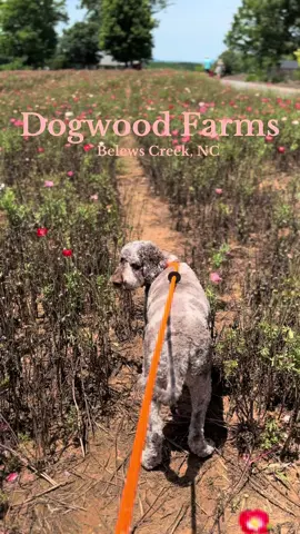 A wild flower farm that’s dog friendly? Count us in! #northcarolina #visitnc 
