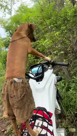 TOMA TOMA #fyp #humor #dog #bbb #caramelo #meme #motovlog #moto #trilha #fazenda #cachorro #tik_tok #f 