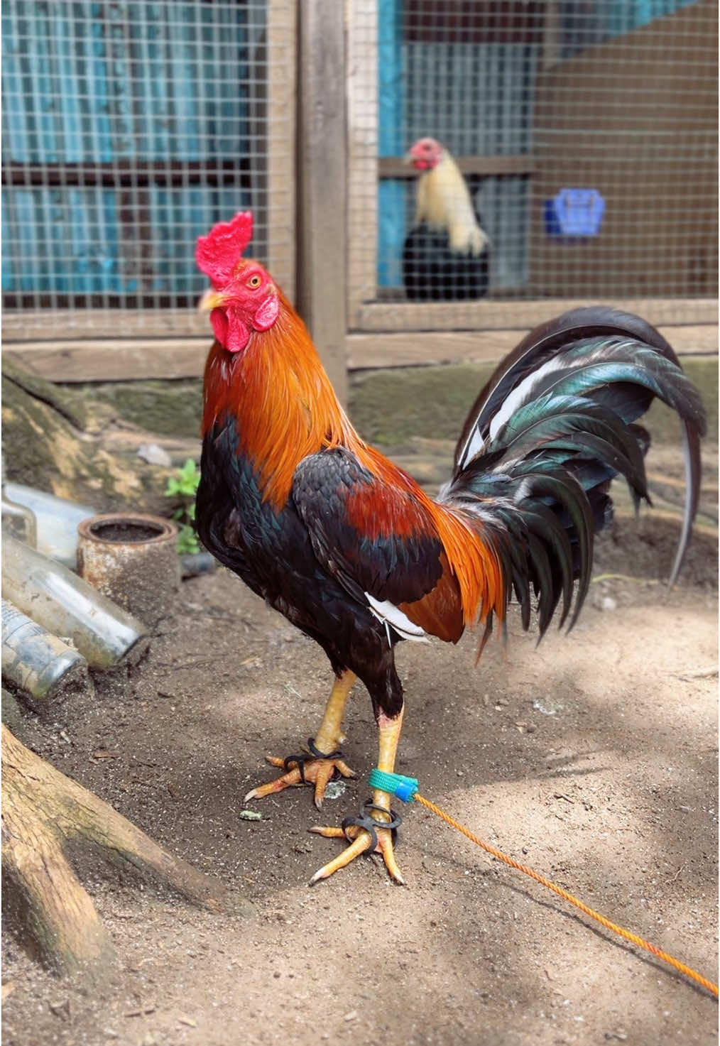 Merah merona 😍 #thepullrooster #peternakmuda #peternakrumahan #fypppppppppppppppppppppppp #fyptiktok #xbaca 