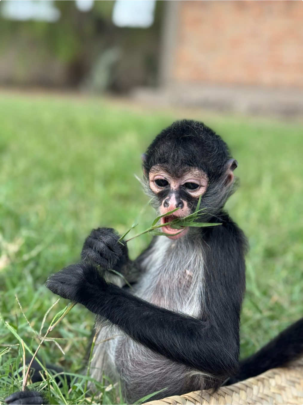 Las criaturas 😻#inocencia #criatura #monkey #trabajo 