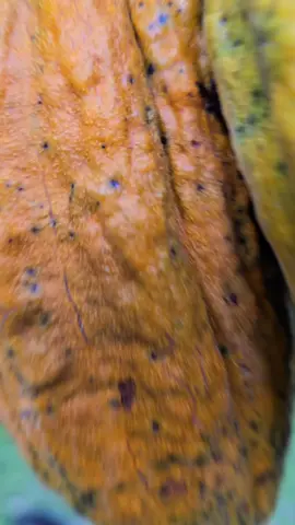 Cosechando Cacao Híbrido 