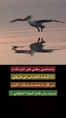 ياصاحبي سقني على الموت قدام ‏انا كرهت المعترض في طريقي ‏من كثر ما صادمت صكات الايام ‏نسيت وش طعم الحياه الحقيقي .#سنابيmz855 #ترندات_تيك_توك #الشعب_الصيني_ماله_حل😂😂 