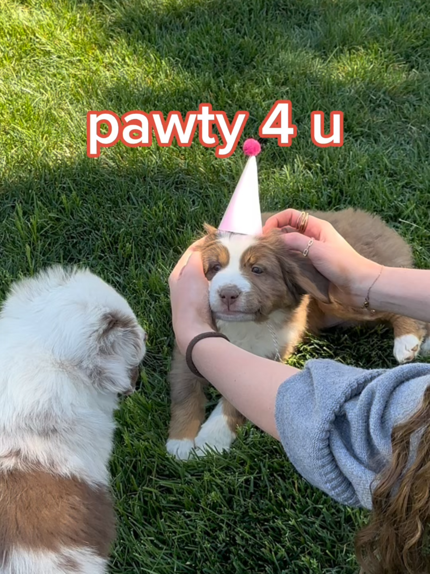 Just needed a reason to post more Aussie pups in their birthday hats🥳✨🐶  #pupford #party4u #puppybirthday #aussiepuppy #aussiepuppies