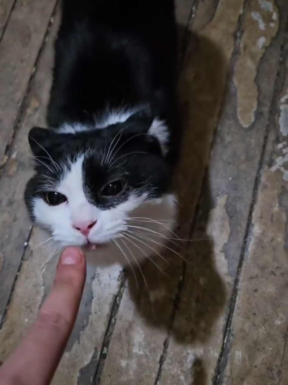 the airplane sniffs my finger #cat 