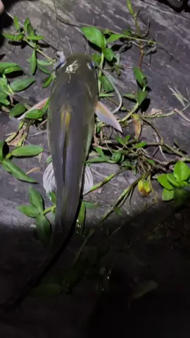 #hobymancing #umpangacor #hutankalimantan #fyp #mancingmalam 