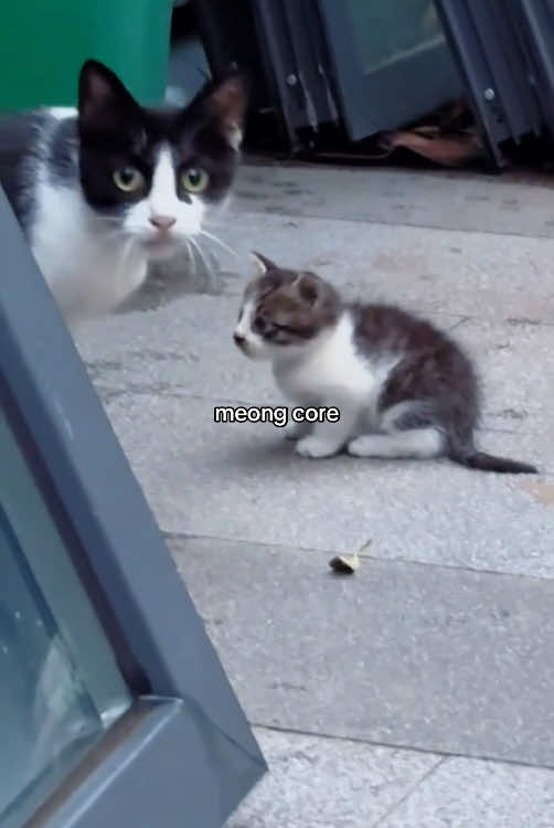 Ibunya gercep banget ngelindungi anak-anaknya #meongcore #kucingcore #kucinglucu #pecintakucing #anabul 