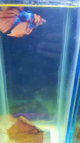 #nicaragua🇳🇮 #acuariotiendavirtual #managua #acuariosnicaragua #pezbetta #acuarionicaragua #acuariosmanagua #bettafish #