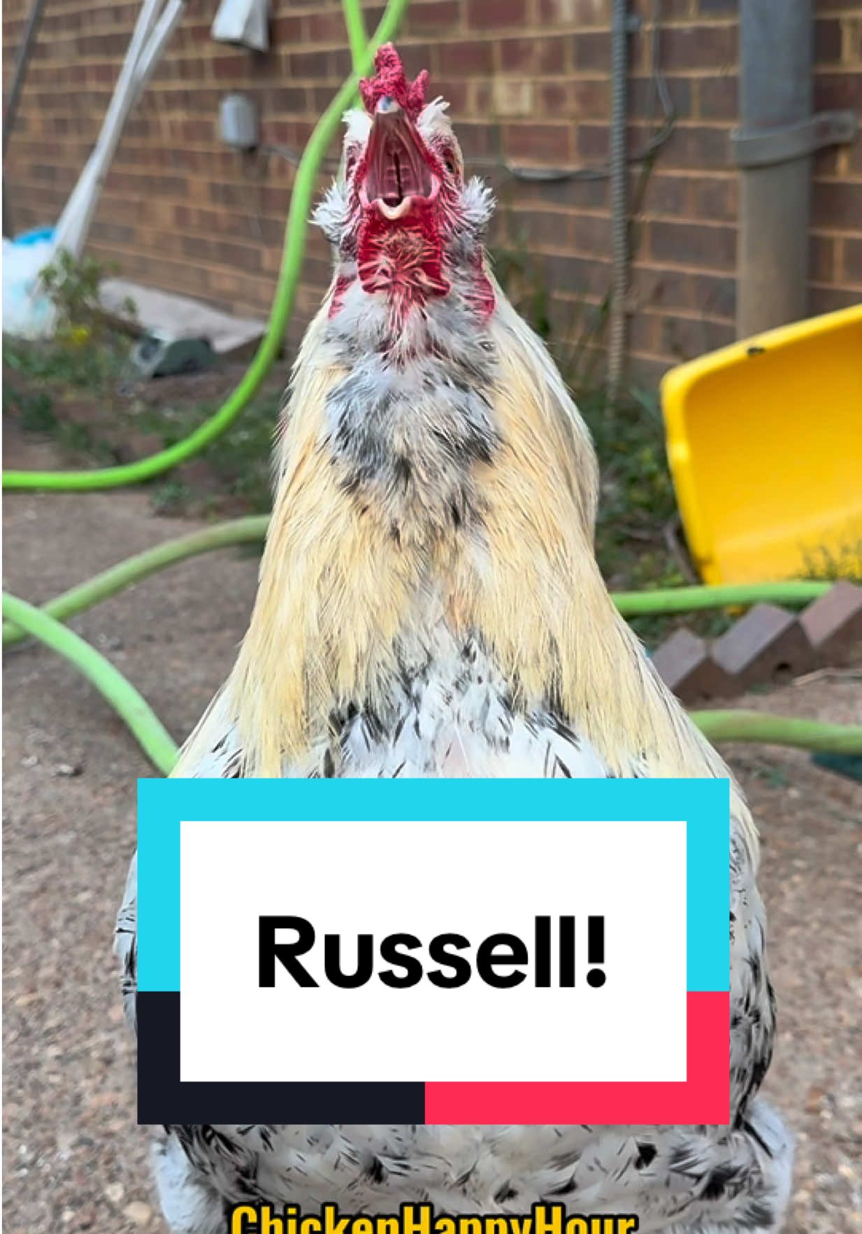 Frankie calls & crows for #russell #russel #russ #chickens #rooster #memestiktok #chickenhappyhour  
