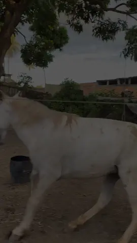 #country #musica #vira #tik_tok #cavalos🐴 #amorporcavalos🐎 #creatorsearchinsights #mangalargamarchador #marchadorgoiano #tordilhobranco #mangalargamarchadoroficial #cavalgada🐎 #viralvideos 
