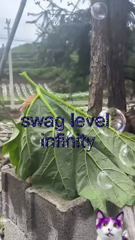 swagg #fyp #relatable #catcore #real #cats #viral #catsoftiktok 