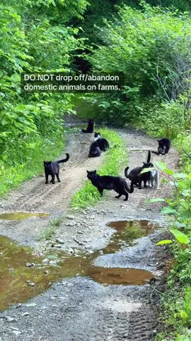 Found 16 tame cats/kittens on our lane yesterday… I already have 4 rescues (2 previously dumped) #cats #cat #farm #farmlife #farmlifeproblems #farmtok #farmcat #barncat 