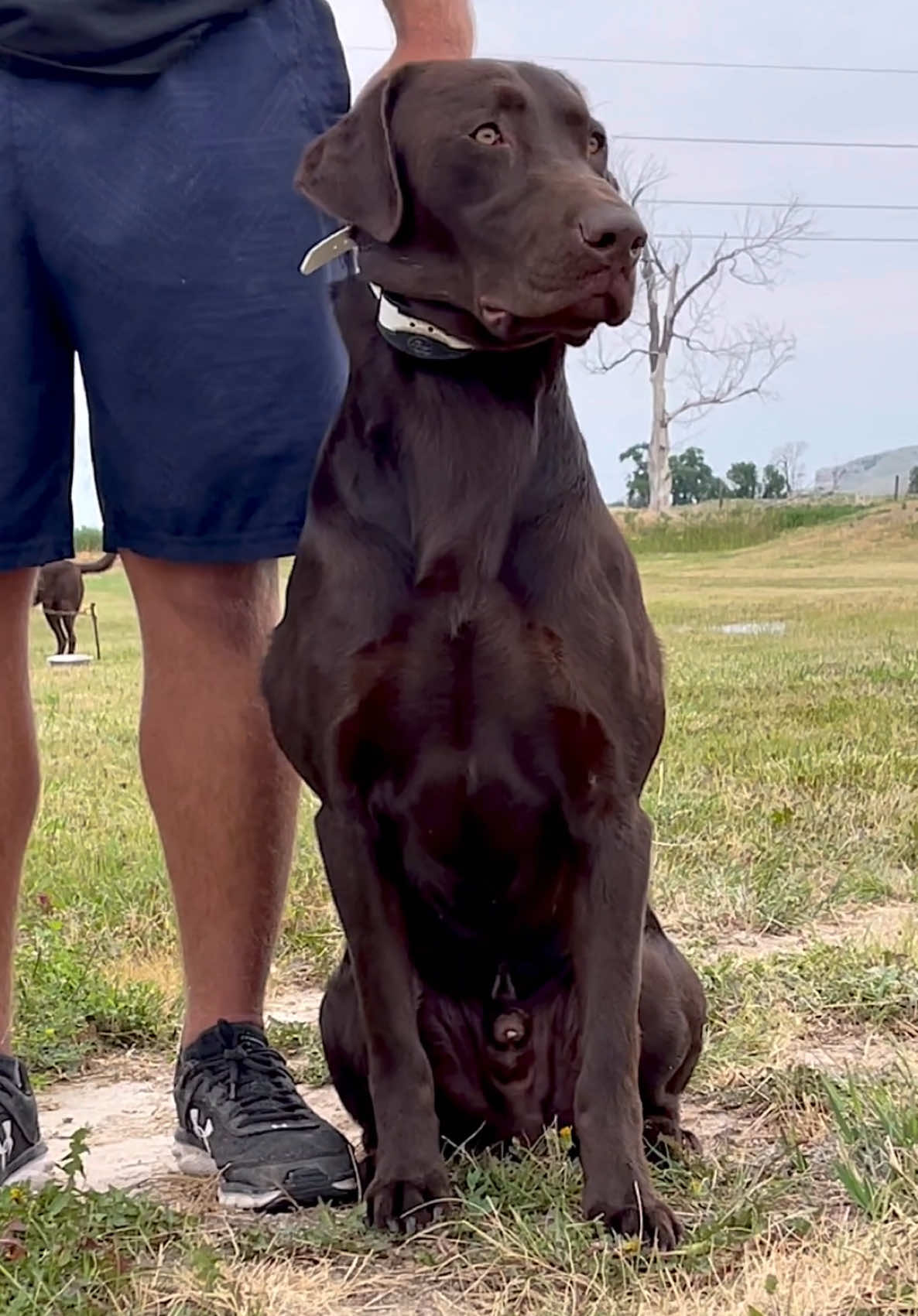 Can’t touch this #yogi #yogirules #chocolatedog #superdog #dog #fielddoglife #dogoftheday #huntingdog #labradorretriever #bestoftheday #bestof #fyp #hunter #DogTraining 