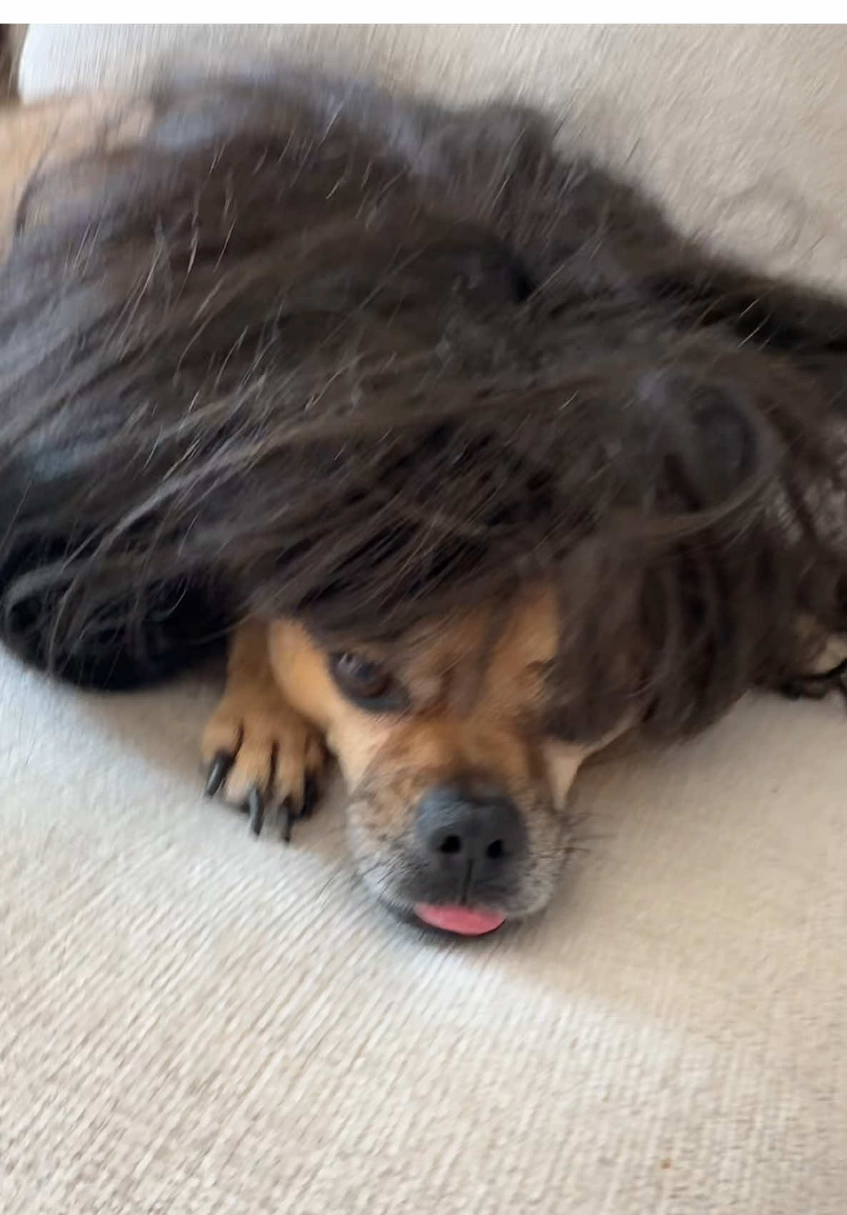 the things this dog will put up with for a treat🤣 #bob #trending #funny #nickiminaj #outofmymind #dogtiktok #pov #OOTD #lipsync 