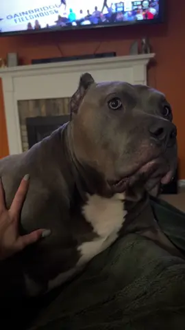 she said stop it mom @xena #xlbully #dogsoftiktok 