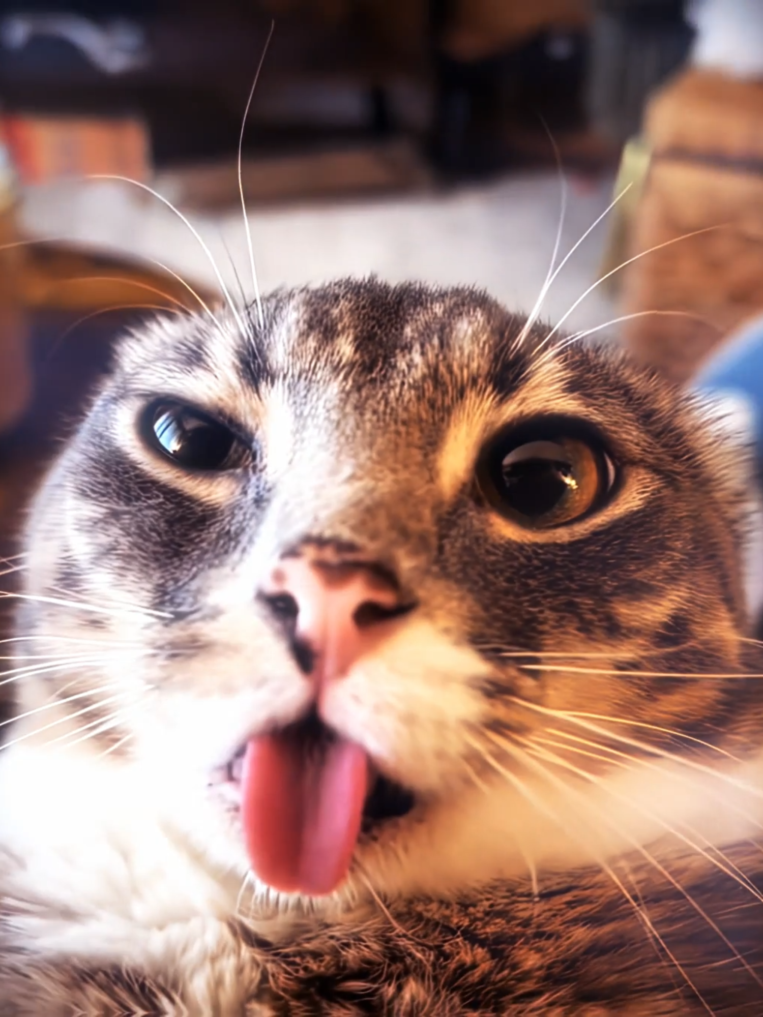 coolest caption ever #xuvsp #rigby #rigbycat #catedits #rigbyedit #newtrend? #ae #✨ #fypシ゚virall