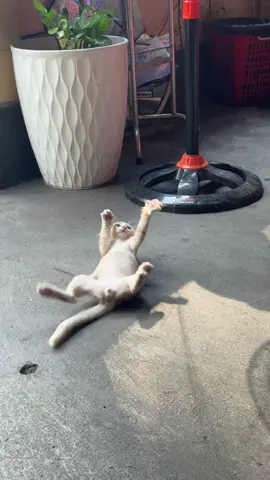 Mèo ở đây biết đi cắn khách nha