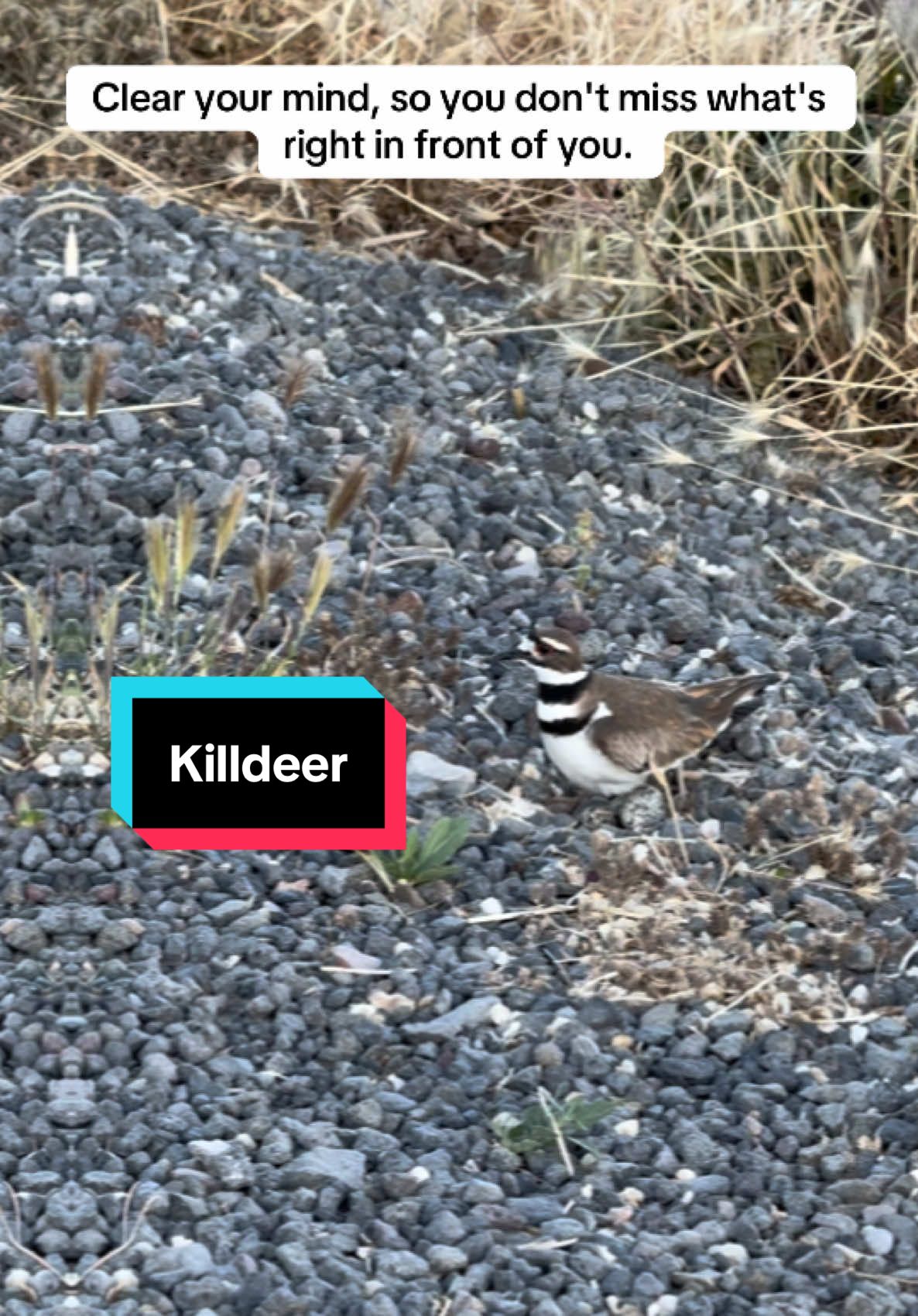 Out on a walk, I almost missed this incredible sight. Clear your mind, so you don’t miss what’s right in front of you. Hidden in plain sight, these Killdeer eggs blend perfectly with the rocks. Nature’s camouflage at its best. Would you have noticed? This bird is called a Killdeer, a type of plover known for its amazing camouflage and dramatic distraction display to protect its nest. They often lay eggs right on gravel or rocky ground, where they blend in so perfectly, most people walk right by without noticing. This is a gentle reminder to slow down and really look around—you never know what you might find. #HiddenInPlainSight #Killdeer #NatureLovers #BirdsOfTikTok #WildlifeSecrets #MindfulMoments #BirdWatching #NatureTok #ClearYourMind