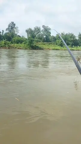 umpan ceremenje#mancingliar #mancingtawes #mancing #bader 