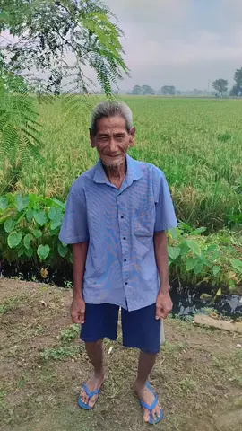 aki aki. sebentar lagi panen raya. #goyangkdm. #videoviral. #pasawahan_desajatimulya 