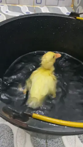 Piyo suka mandi #bebek #bebektiktok #duck #babyduck #fyp #piyo #🐥 #🐤 
