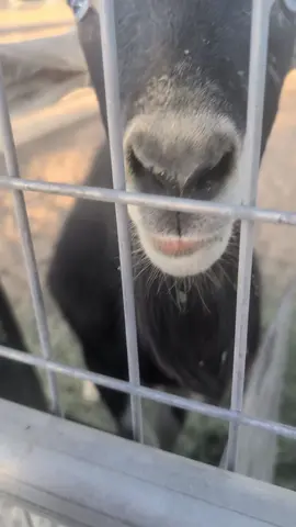 Oreo and Levi living their best goat lives 🤣 #oreothegoat #levimanson #goatsoftiktok #minifarm