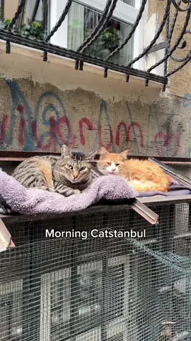 Good meowing 