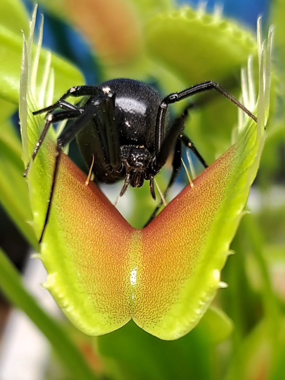 My Venus Fly Traps have been on fire this year 🔥🔥🔥. Another one of my Chupacabras made an easy meal out of this mammoth 🦣 of a black widow spider. She might have just eaten, but more than likely she was ready to lay eggs. It's almost summer here, and with the warmer temperatures it's the prime time for them to start laying their egg sack for the year. One trap is actually just a singular leaf to an overall plant, and with such a hefty meal the plant stands to benefit highly from the one spider. But you see all those open mouths of traps!!!! I think there's a lot more benefits coming her way soon!! 😂 #carnivorousplant #tropicalplants #venusflytrap #flytrap #nepenthes #drosera #sundew #cephalotus #sarracenia #pitcherplant #plants #houseplants #tropical #exoticplants #rareplants #australianpitcherplant #garden #exotic #asianpitcherplant #stickyplant #flowers #greenhouse #grow #carnivore #hungryplants #greenthumb #nature #swamp #capensis #cephalotusfolicularis 
