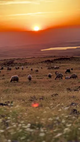 ROJ BAŞ🌸#karacadağ #alatosun #ziyaretköyü #fyppppppppppppppppppppppp #keşfet #fypシ゚ #rojbaş 