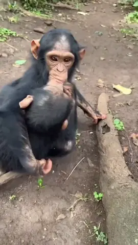 #monkey #gorilla #trending #foryoupage #viral #funny 