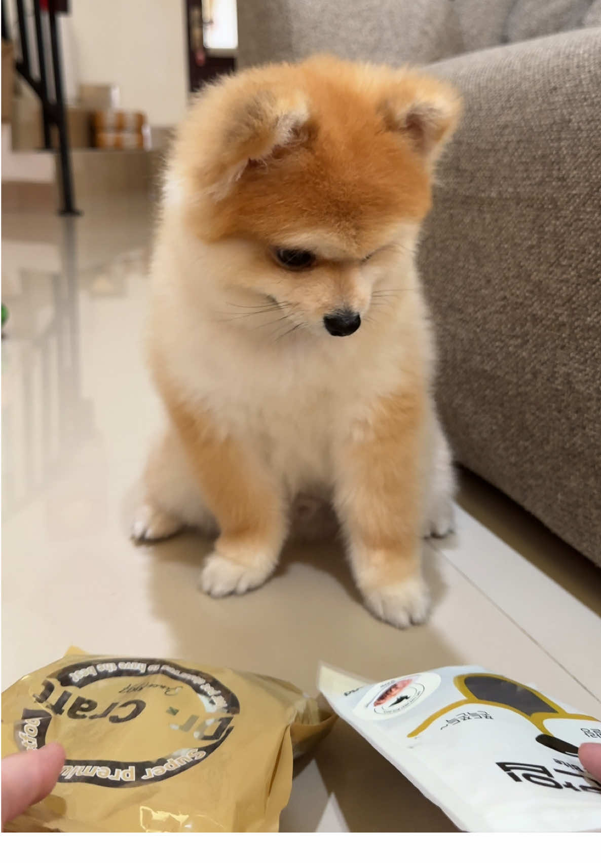 Galau ya njoo mau yg mana? 🤭 soalnya suka 2-2nya, ini dari brand @Dr. Soft Indonesia ya pawrents! Daging asli, tinggi vitamin dan no msg 🥹 jd sehat bgt buat anabul kesayangann 🥰 #enzotheminipom #minipom #minipomdog #minipomeranian #dogsoftiktoks #dogfood #dogsnack #dogtricks 