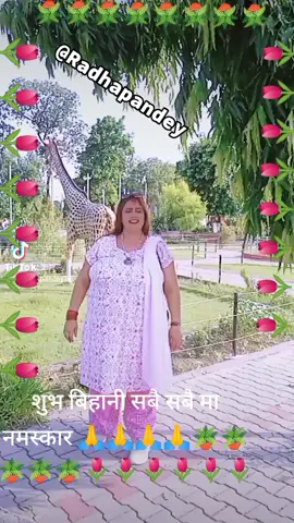 डल्ला डल्लि नफाल्नु होला 