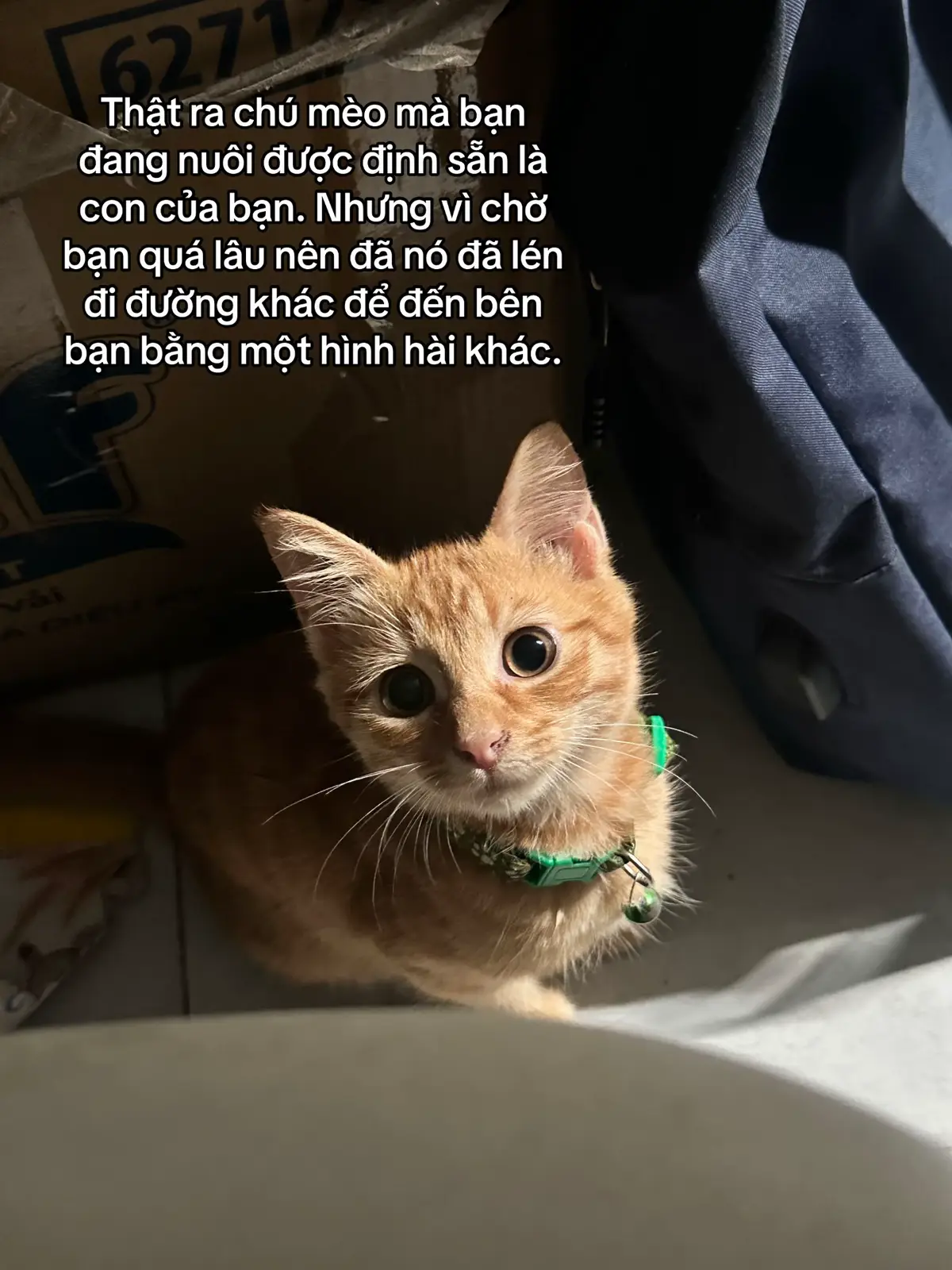 Trừ những lúc ngoan ra… #meodethuong #vitaminmèo #fypシ゚ #viral 