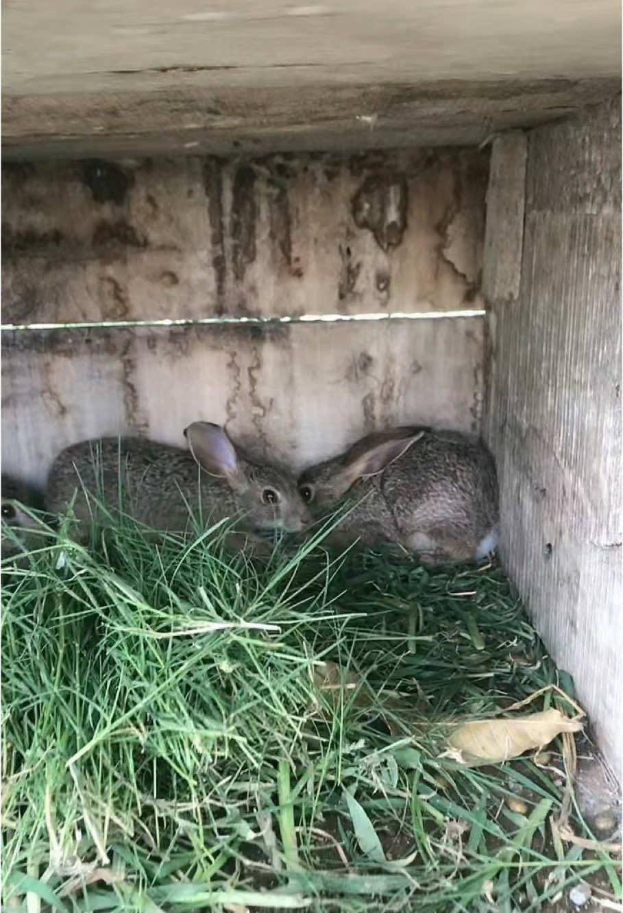 Introduction 🤭😍🌸🌸 #kiransinghthapafamley1 #babachori599 #creatorsearchinsights2025 #goviral 