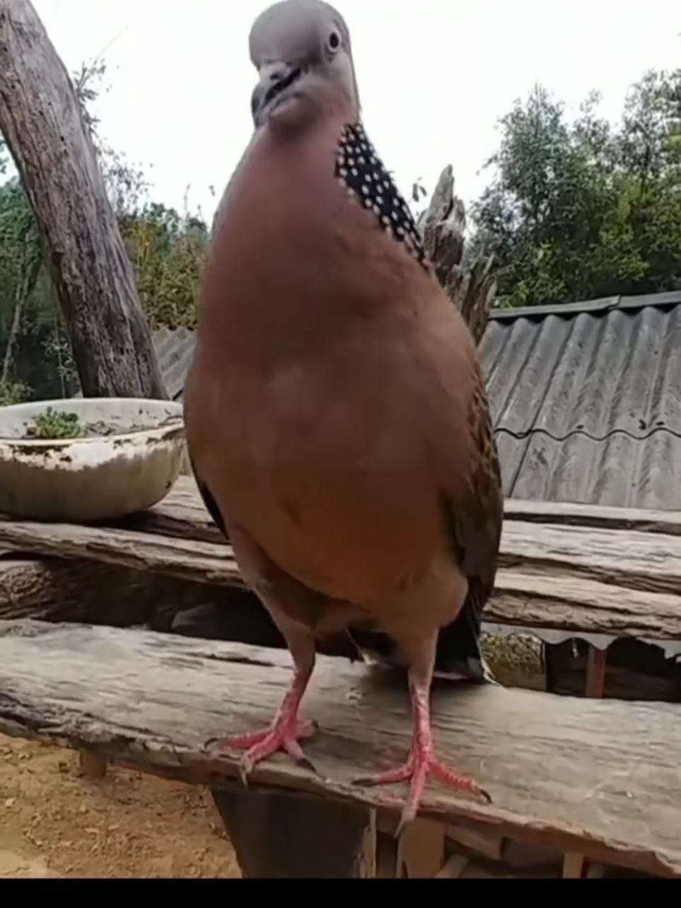 Chim cu Tây Bắc 011🕊️💞