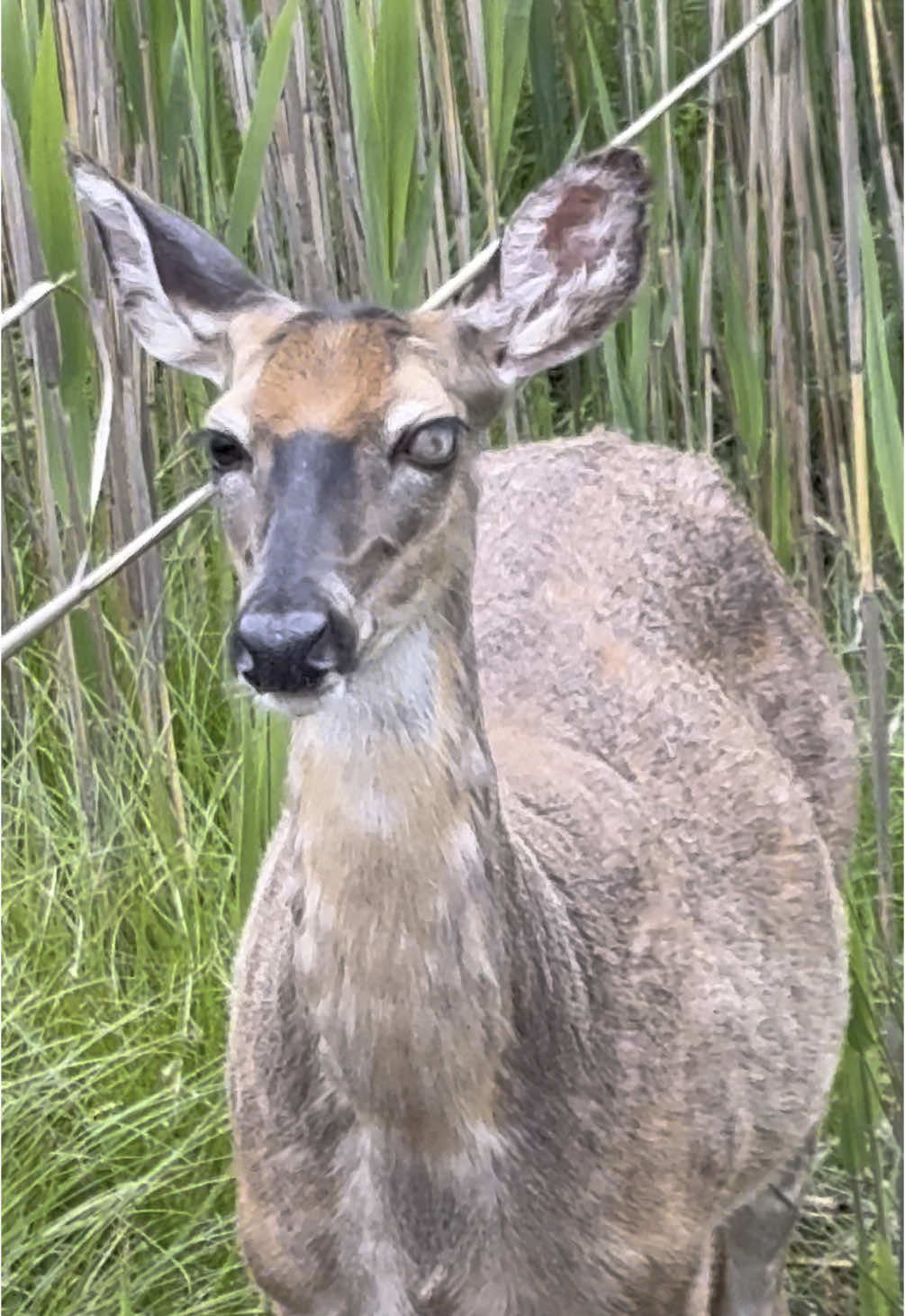 Zombie Deer #nature #wildlife #deer #nature #Outdoors #outside #animals #animalsoftiktok #nationalgeographic 