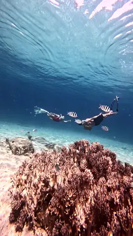 Điểm lặn, nước biển trong xanh san hô phong phú, cá nhiều vô kể, nhưng…🥹#freedivingnhatrang #tourquaychupfrediving #tour3đảo #snokeling #nhacxuhuong #vairal #tiktokviral #snokeling #tiktokviral #biểnđẹp #honmun #hontam #minibech #duckdive 