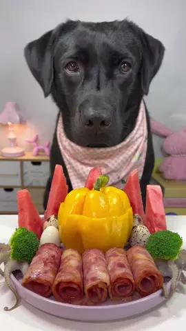 #labrador #cute #dog #pet #feed 